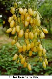 O Neem para Hortas e Jardins – substituindo veneno