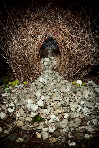 arquitetura_animal_-_ingo_arndt_5