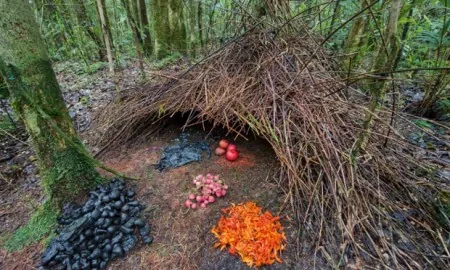 arquitetura animal - ingo arndt
