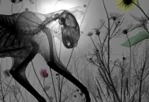 Artista retrata animais e plantas por dentro