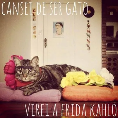 Elas pediram demissão e hoje faturam mais com o perfil do gato na internet